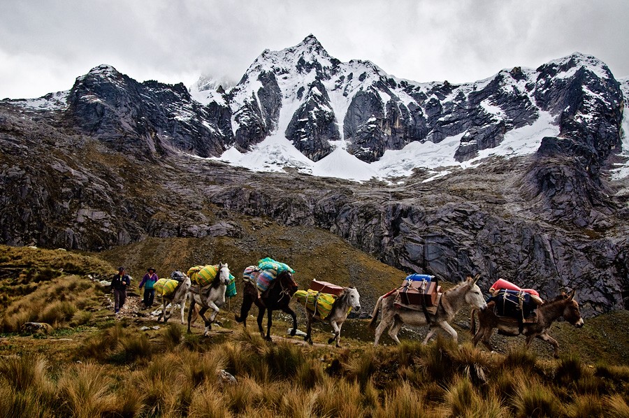 burros en coordillera blanca